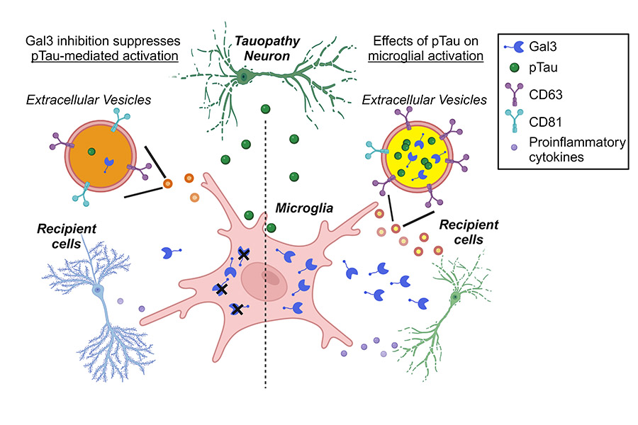 Unveiling the Culprit: Microglial Galectin-3 Aggravates Tauopathy